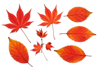 Autumn Illustration Leaves Orange Red Maple and Transparent Background