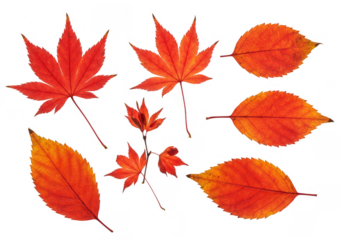 Autumn Illustration Leaves Orange Red Maple and Transparent Background
