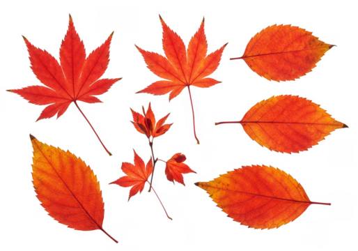 Autumn Illustration Leaves Orange Red Maple and Transparent Background