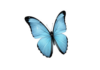 Fototapeta premium Blue Butterfly Insect Isolated on Transparent Background Nature Wildlife