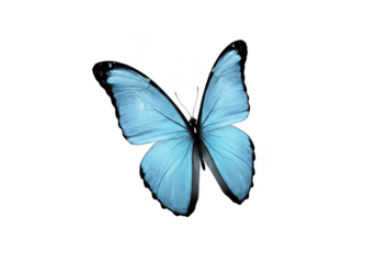 Blue Butterfly Insect Isolated on Transparent Background Nature Wildlife