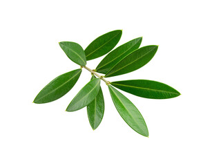 Olive Branch with Green Leaves Fresh and Vibrant Foliage Detail.