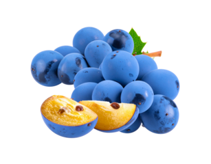 Fresh Sloe Plums Cluster with Cut Half Showing Yellow Pulp.