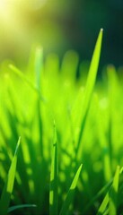 Sunlit Green Grass Blades Gently Swaying in a Summer Breeze, Tranquil Nature Scene of Renewal and Serenity