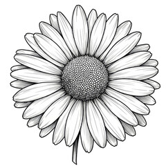 Daisy Flower Illustration White Bloom Petal Isolated Transparent Background