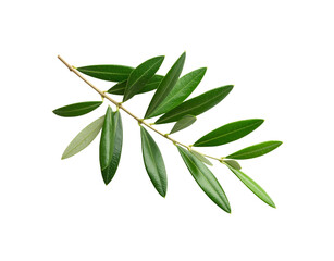 Olive Branch with Green Leaves Textured Surface Natural Beauty Isolated.