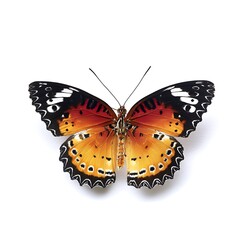 Naklejka premium A detailed close-up of a butterfly with vibrant colors.