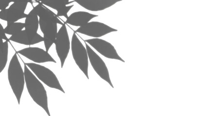 Elegant Leaves Illustration Transparent Background Foliage Nature Branch Flora