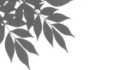 Elegant Leaves Illustration Transparent Background Foliage Nature Branch Flora