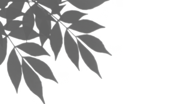 Elegant Leaves Illustration Transparent Background Foliage Nature Branch Flora