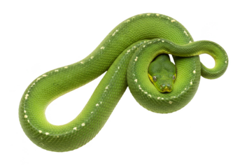 Emerald Green Tree Python Isolated Snake Wildlife Reptile Transparent