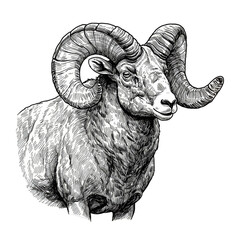 Engraving Ram Illustration with Horns Wildlife Nature Animal Graphic