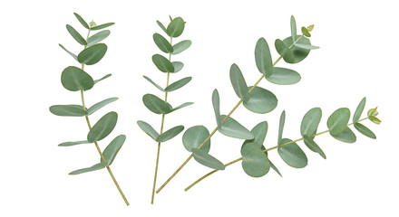 Eucalyptus Foliage Illustration Silver Dollar Gum Branch on Transparent