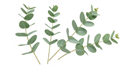 Eucalyptus Foliage Illustration Silver Dollar Gum Branch on Transparent