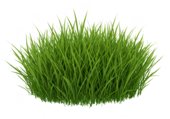 Green Grass Plant Illustration Spring Summer Meadow Background