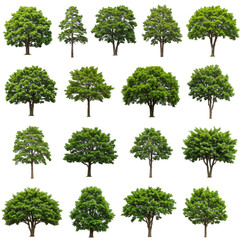 Green Trees Isolated Background Plants Foliage Collection Nature