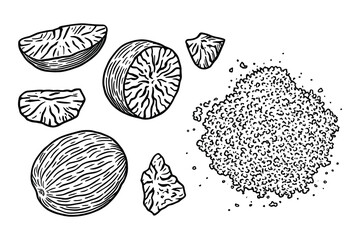 Naklejka premium Nutmeg Whole, Sliced, and Ground Detailed Line Art Illustration Vector