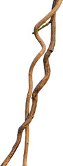 Twisted dried Liana jungle vine.