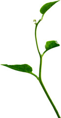 Vine plant, Branch creeper leaf green, Liana tropical nature.