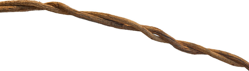 Twisted dried Liana jungle vine.
