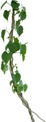 Vine plant, Branch creeper leaf green, Liana tropical nature.