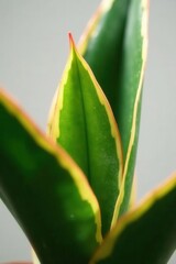 Obraz premium Close-up, segmented sansevieria cylindrica cutting , propagation, leaf, indoor plant