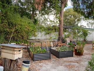 Raised garden beds in backyard with plants and shade cover