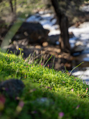 Wildflowers and grass on riverbank with flowing water behind