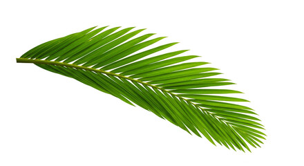 Obraz premium Isolated Green Leaf on Transparent Background Botanical Illustration