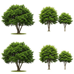 Isolated Green Trees PNG Images Outdoor Natural Backgrounds