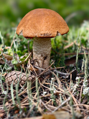 Red-capped Aspen scaber stalk mushroom or aspen bolete Leccinum aurantiacum growing in forest.