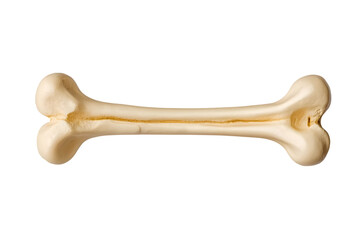 Ivory bone sits horizontally against a transparent background creating a minimal design perfect for veterinary or pet related projects.