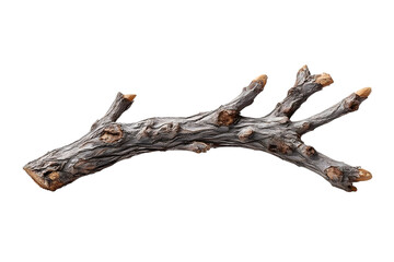Isolated twig shows intricate bark texture and budding tips against a solid transparent background, perfect for design elements.
