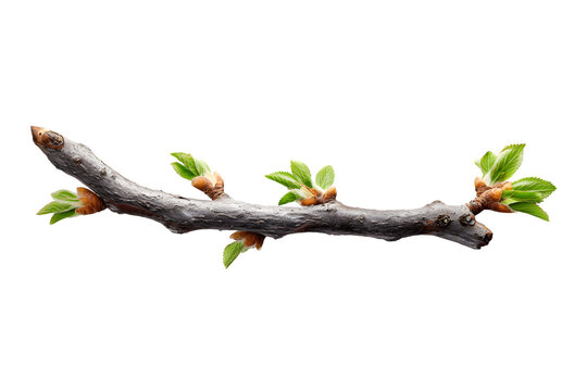Isolated twig shows intricate bark texture and budding tips against a solid transparent background, perfect for design elements. Ai Generated Images