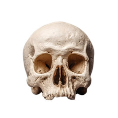 Obraz premium Human skull against a transparent background evokes mortality, perfect for scientific illustration or Halloween themed designs with stark contrasting elements.