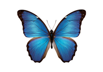 Isolated Blue Butterfly Insect Wing on Transparent Background Image