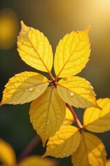 Fototapeta premium Close-up of delicate yellow-beige leaves with dew , still life, fall