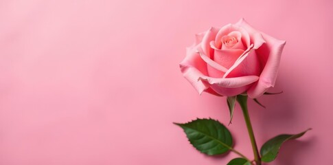Elegant single rose on blush pink, ample negative space , romantic, petal, photography