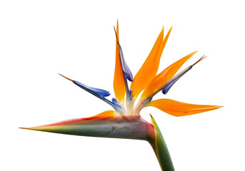 Isolated Exotic Bird of Paradise Orange and Blue PNG Image