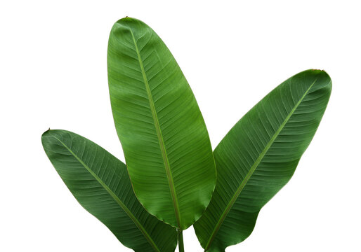 Fototapeta Isolated Green Banana Leaf Transparent Background Tropical Foliage