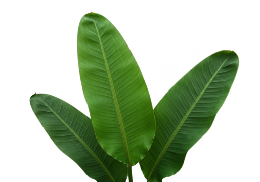 Isolated Green Banana Leaf Transparent Background Tropical Foliage