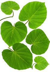 Fototapeta premium Isolated Green Leaves on Transparent Background Flora Botanical Design