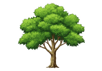 Isolated Green Tree Illustration Foliage Branch Leaf Outdoor Botany