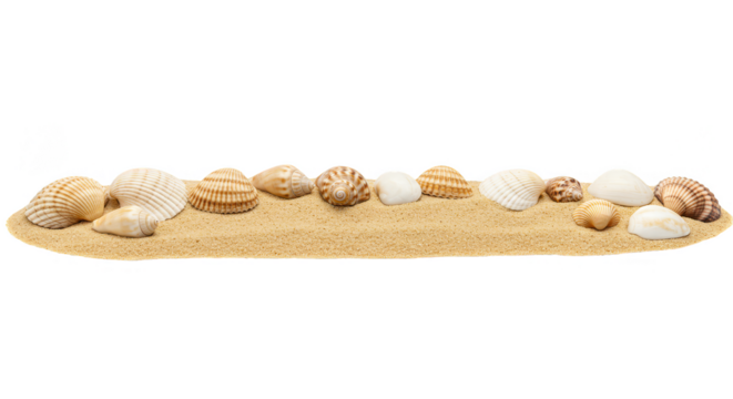 Isolated Seashells Arrangement on Sand Transparent Background Image