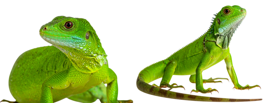  Closeup of Green Lizard with Detailed Skin Texture Isolated on Transparent Background PNG