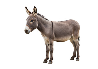 Obraz premium Isolated Gray Donkey Posing On Transparent Background in Standing View