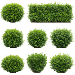 Isolated Green Bushes Garden Foliage Decorative Plant Transparent