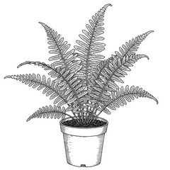 Isolated Fern Plant Illustration in Pot on Transparent Background