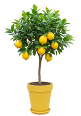 Isolated Lemon Tree in Pot Fruit Citrus Plant Transparent Background