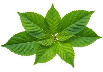 Green Leaves Illustration Transparent Background Plant Flora Detail